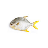 Golden Pomfret 1kg
