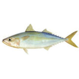 Indian Mackeral 1kg