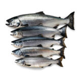 Salmon 1kg
