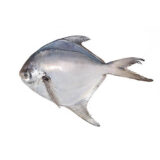 White Pomfret 1kg